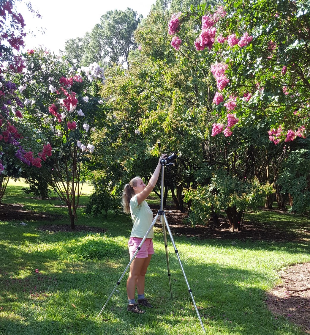 Intern with crapemyrtle